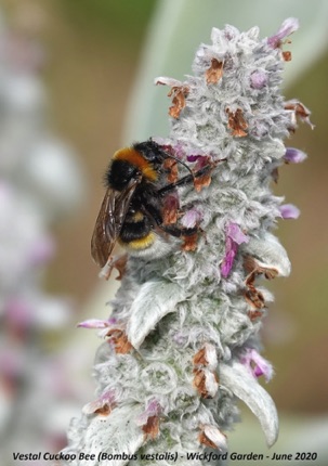 Vestal Cuckoo Bee (Bombus vestalis)